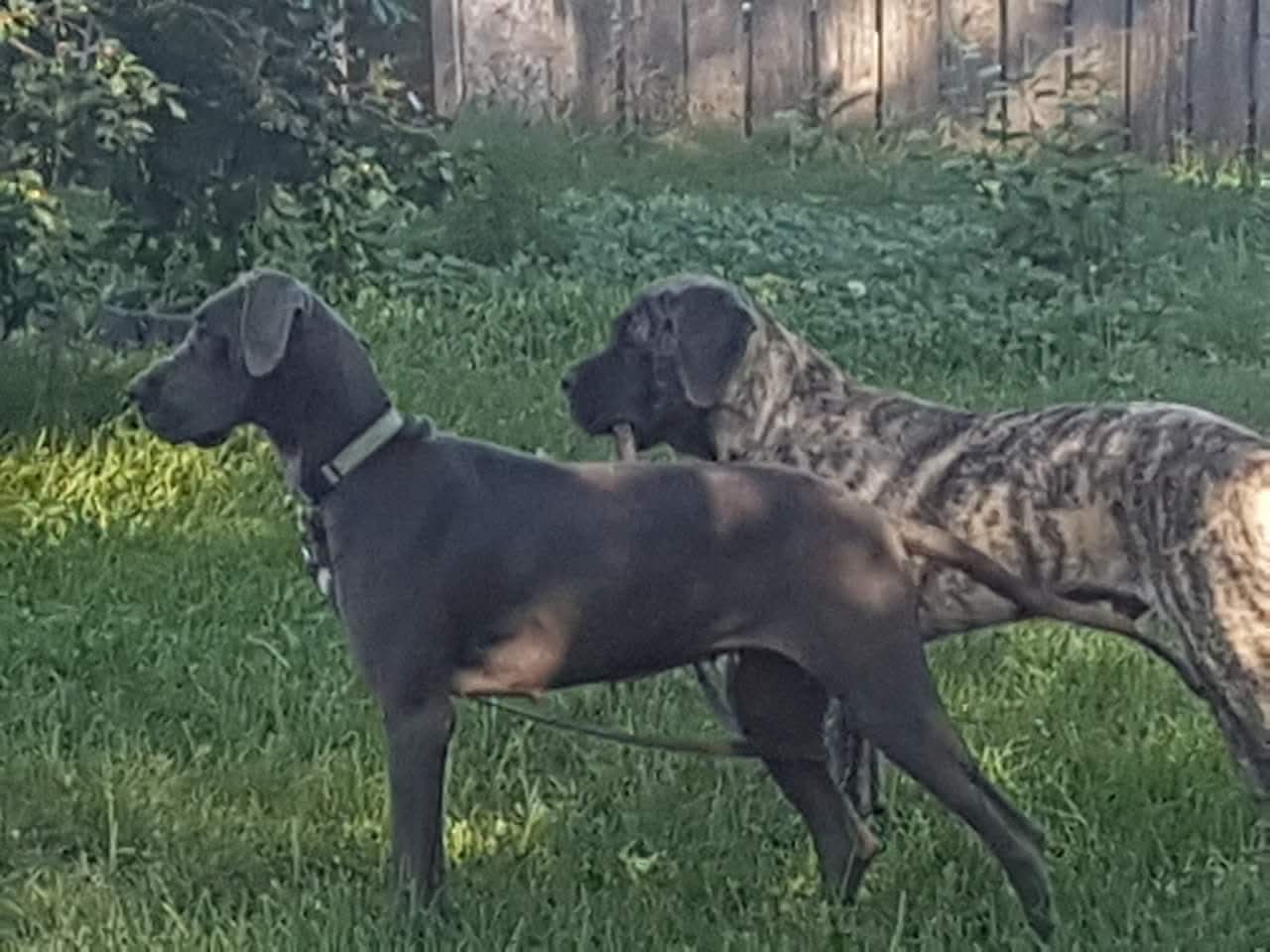 Rottweiler-style giant breed training