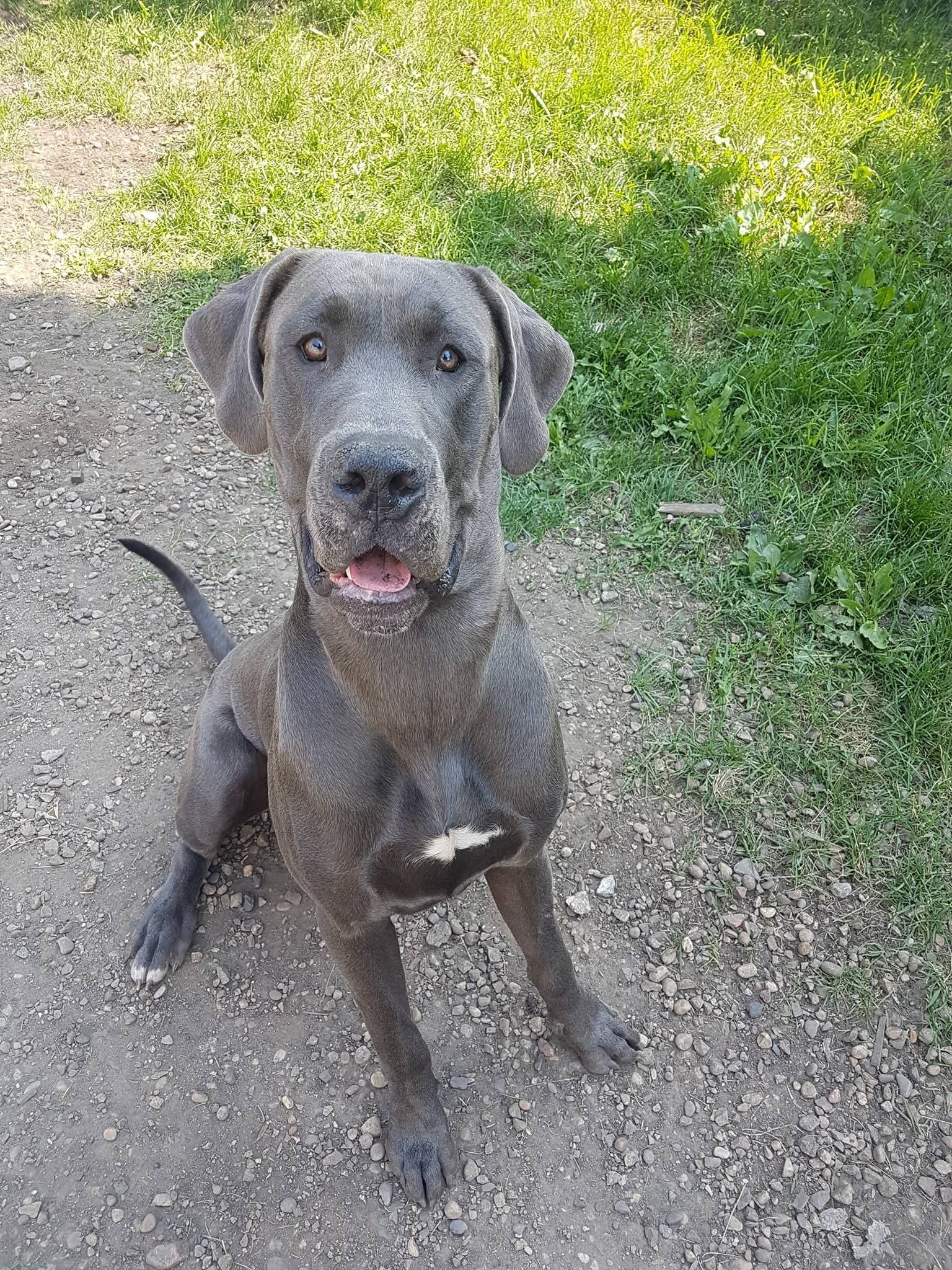 Balanced training session with large breed dog
