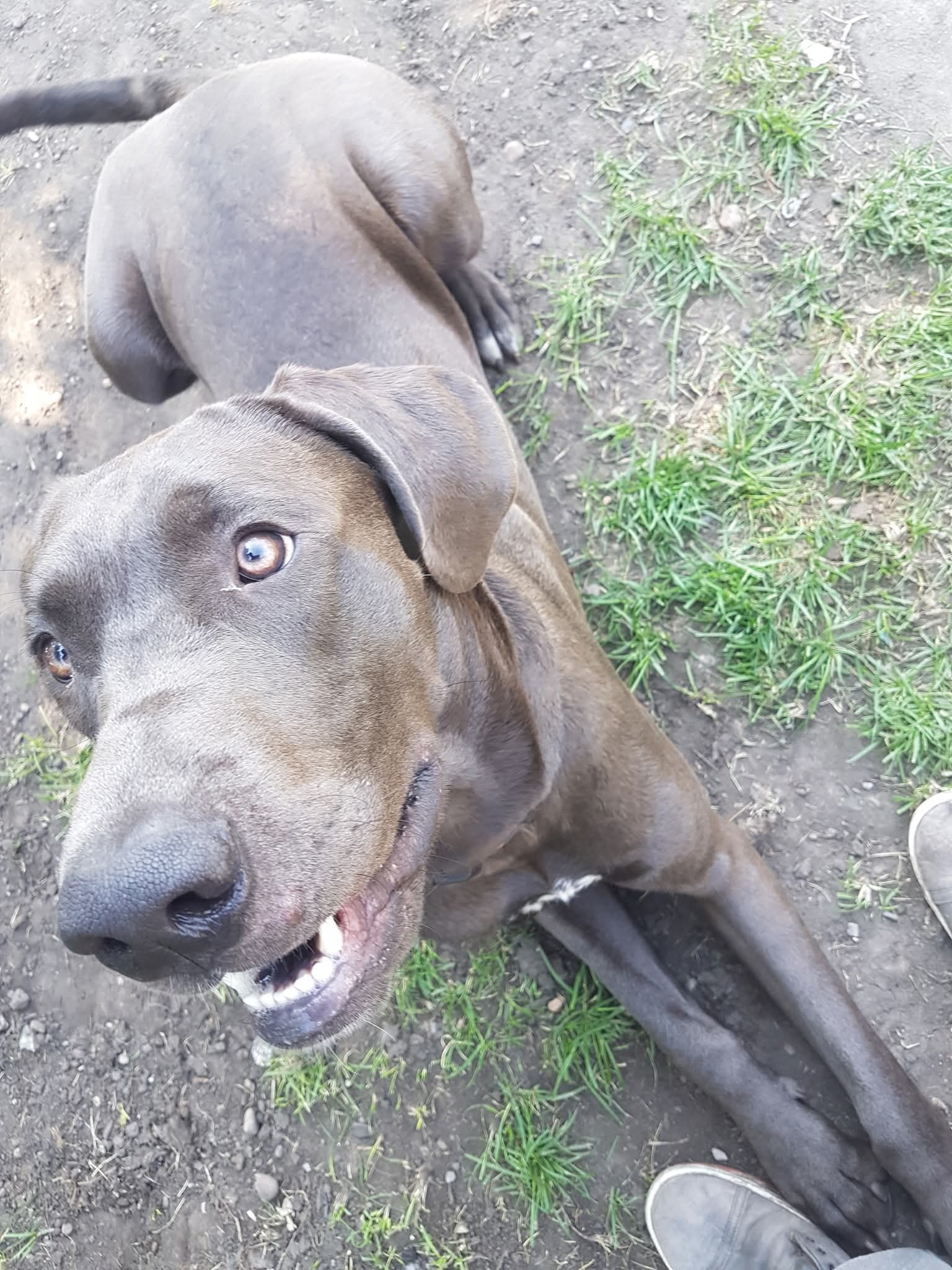 Giant breed obedience training
