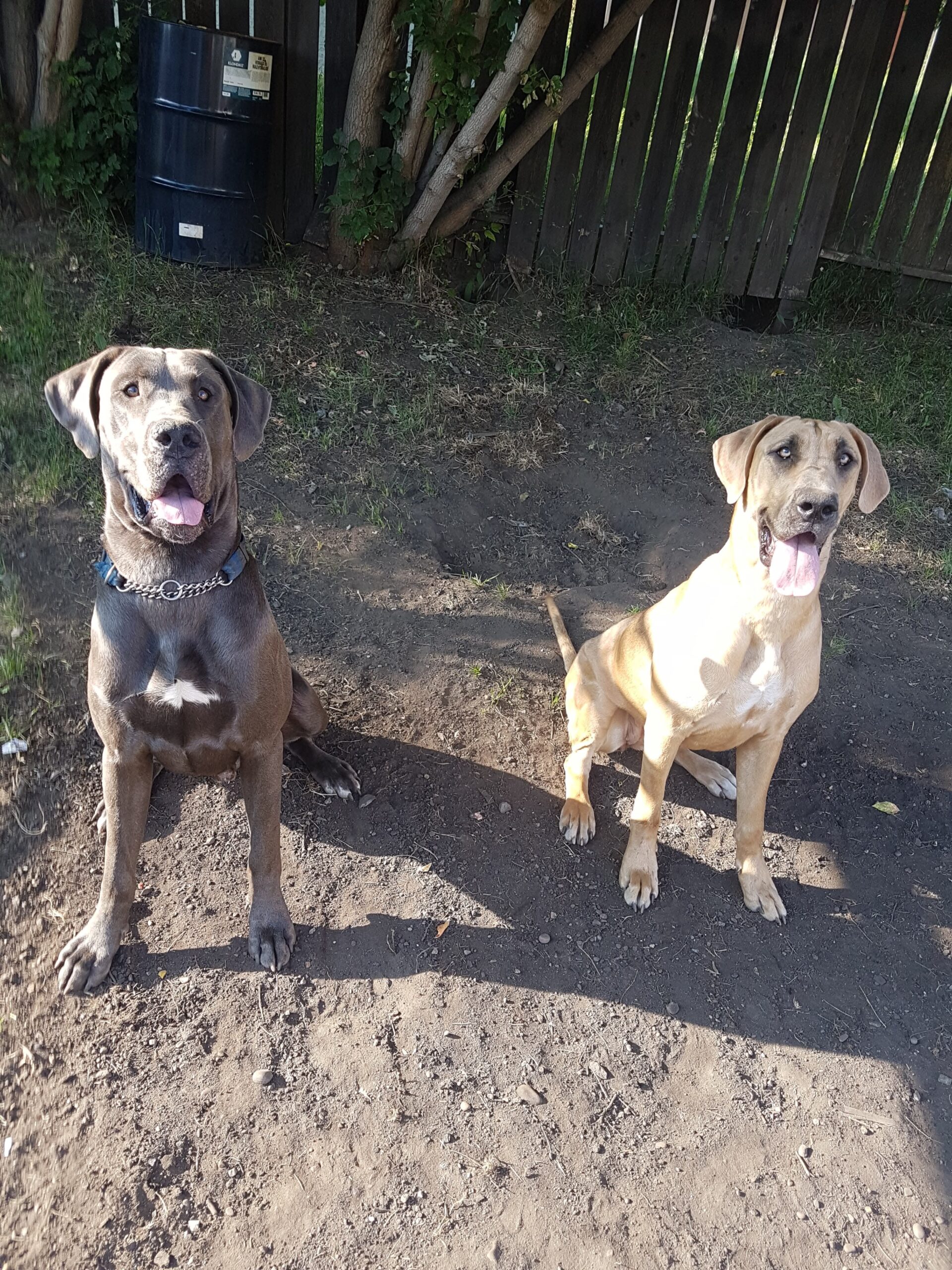 Foundation training session &mdash; Theta K9 dog training Edmonton