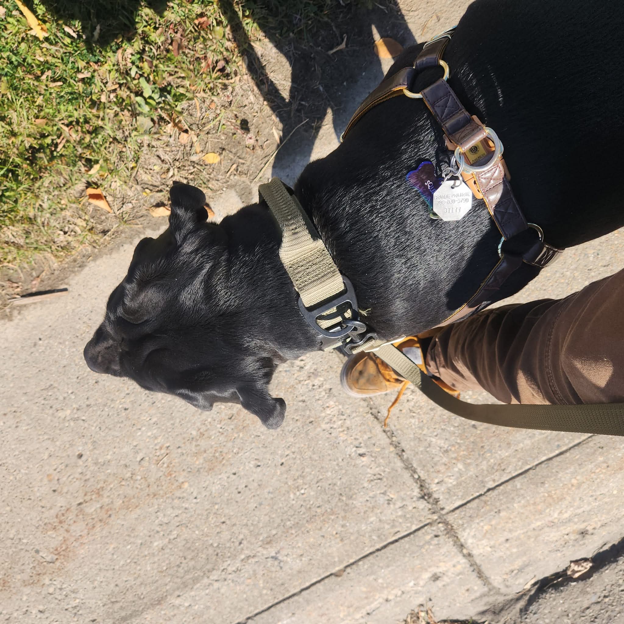 Dog training progress with Theta K9