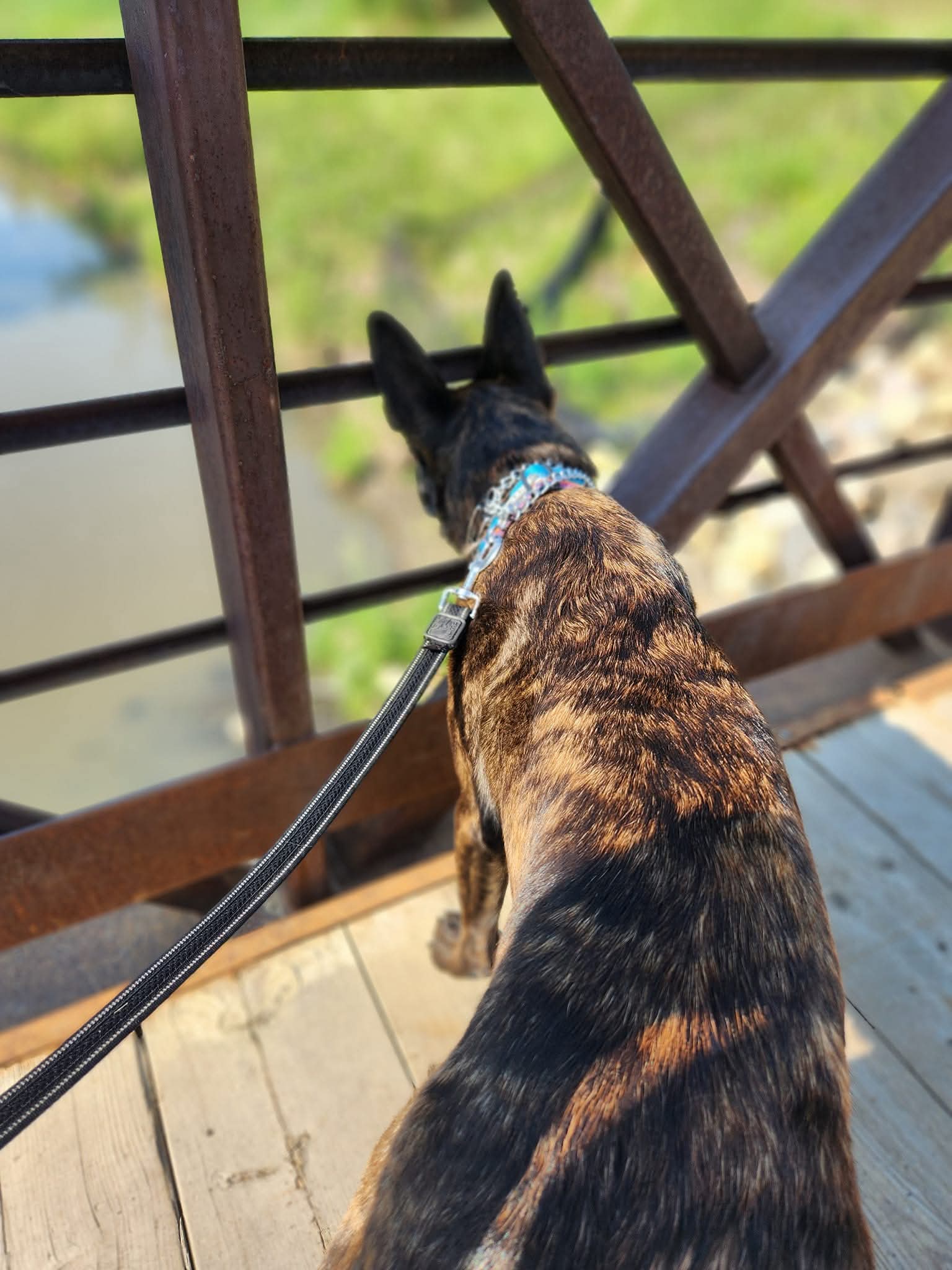Willis Freeman of Theta K9 — Edmonton dog trainer specializing in balanced training methods