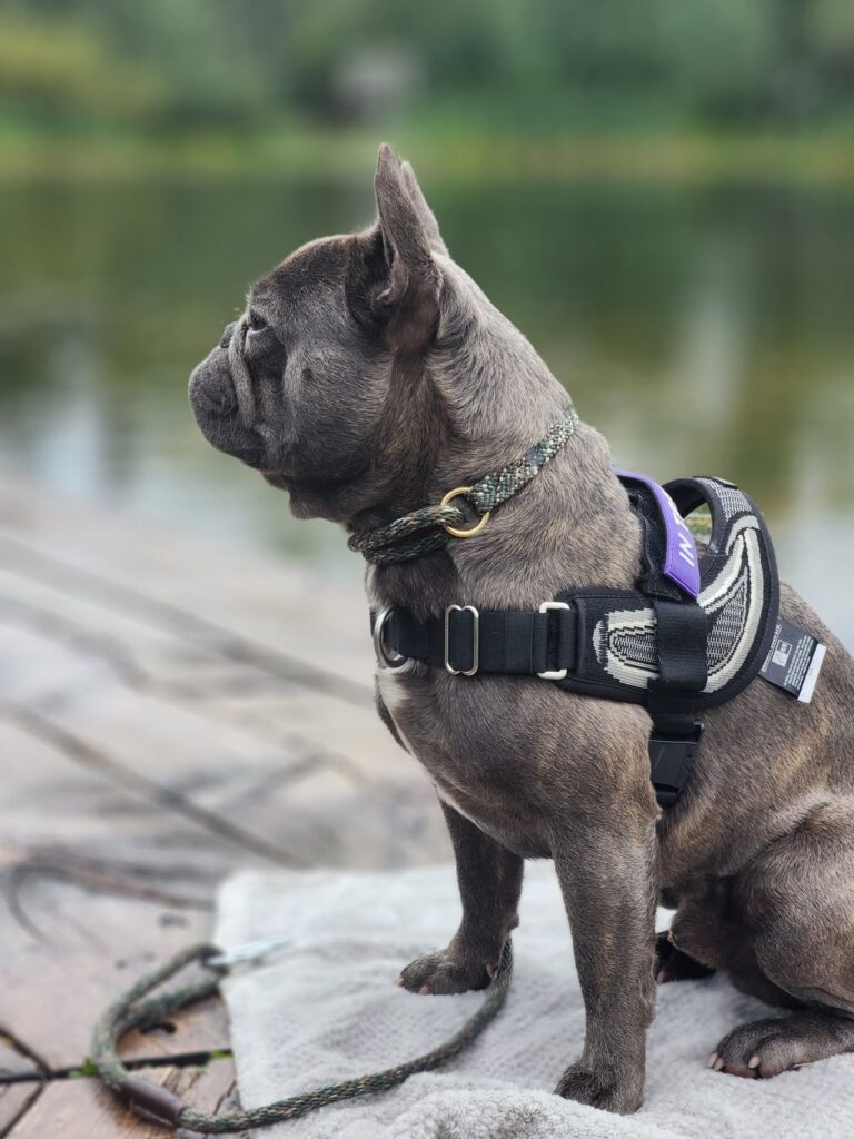 French Bulldog holding a calm sit by the water