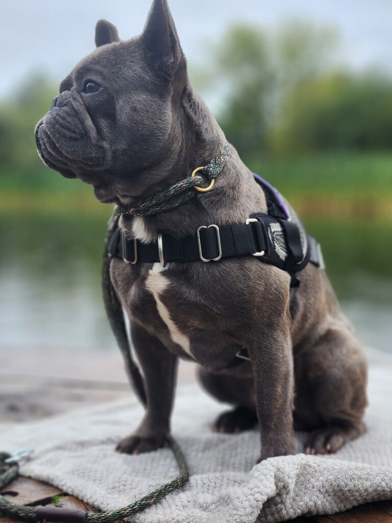 Steady sit on the dock during a Theta K9 session