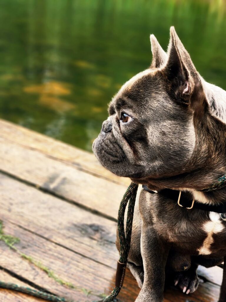 French Bulldog staying focused outdoors during training