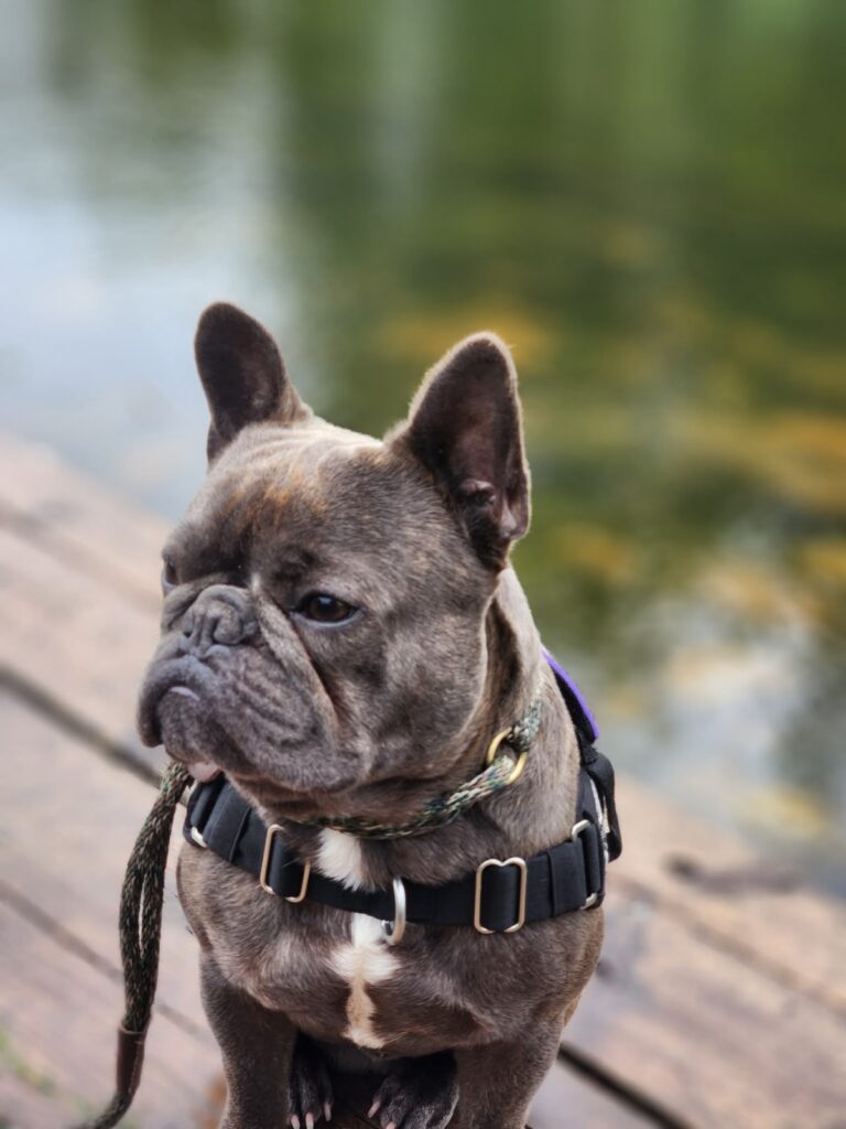 French Bulldog in harness holding position on the dock