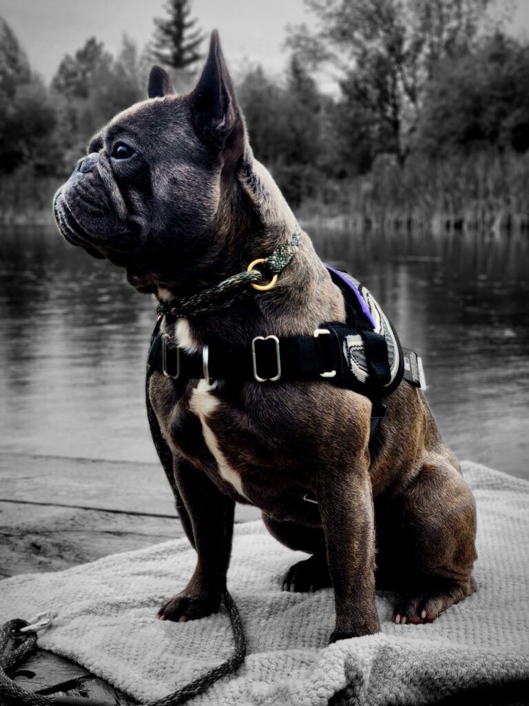 Calm sit by the pond, dog training Alberta results