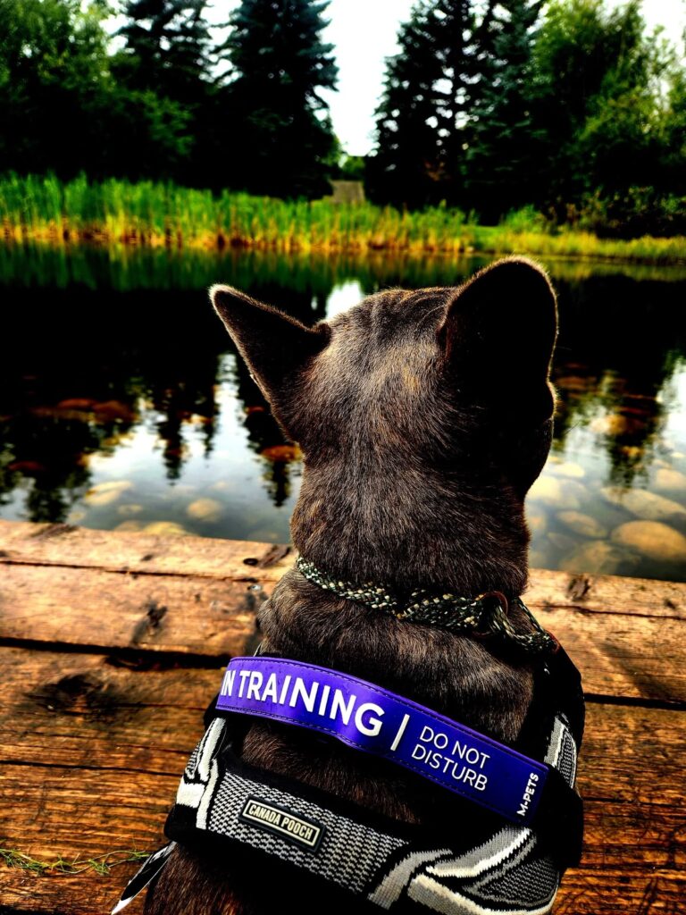 French Bulldog in a training vest by the lake