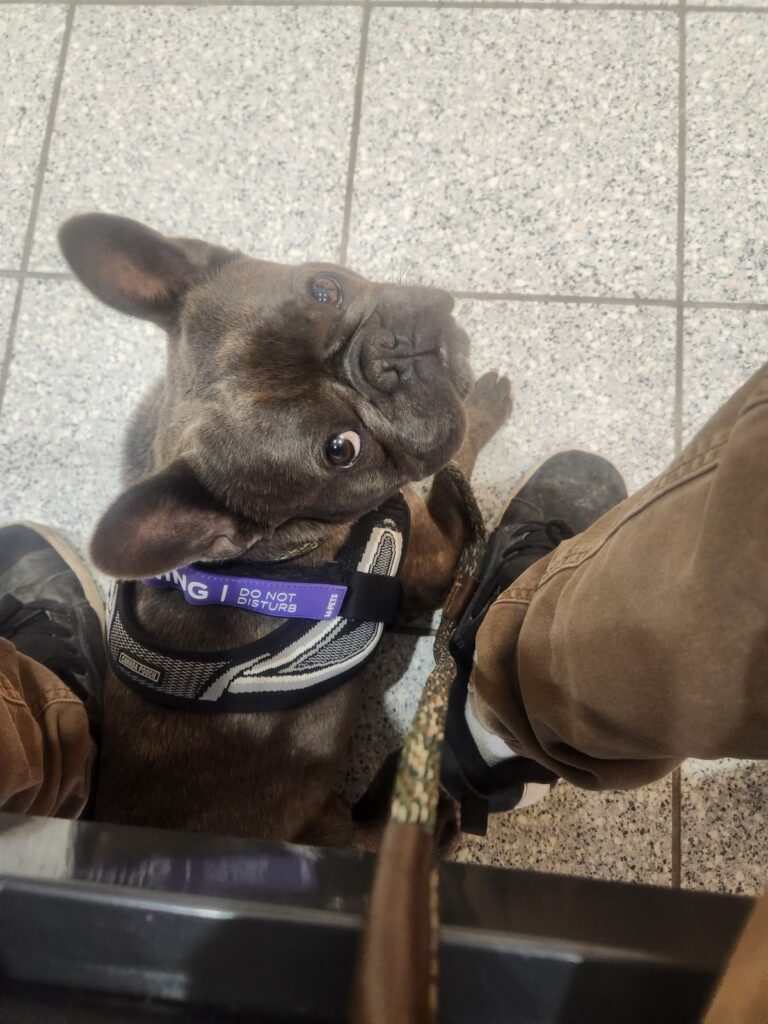French Bulldog settled under the table at the owner's feet