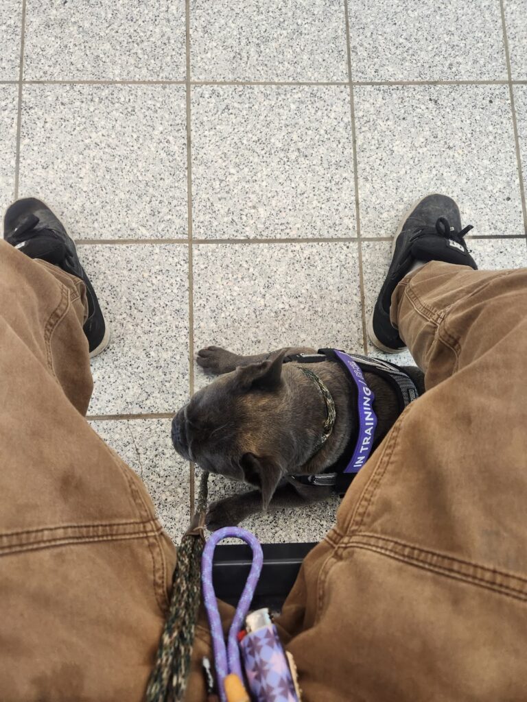 Settle training under the table in public