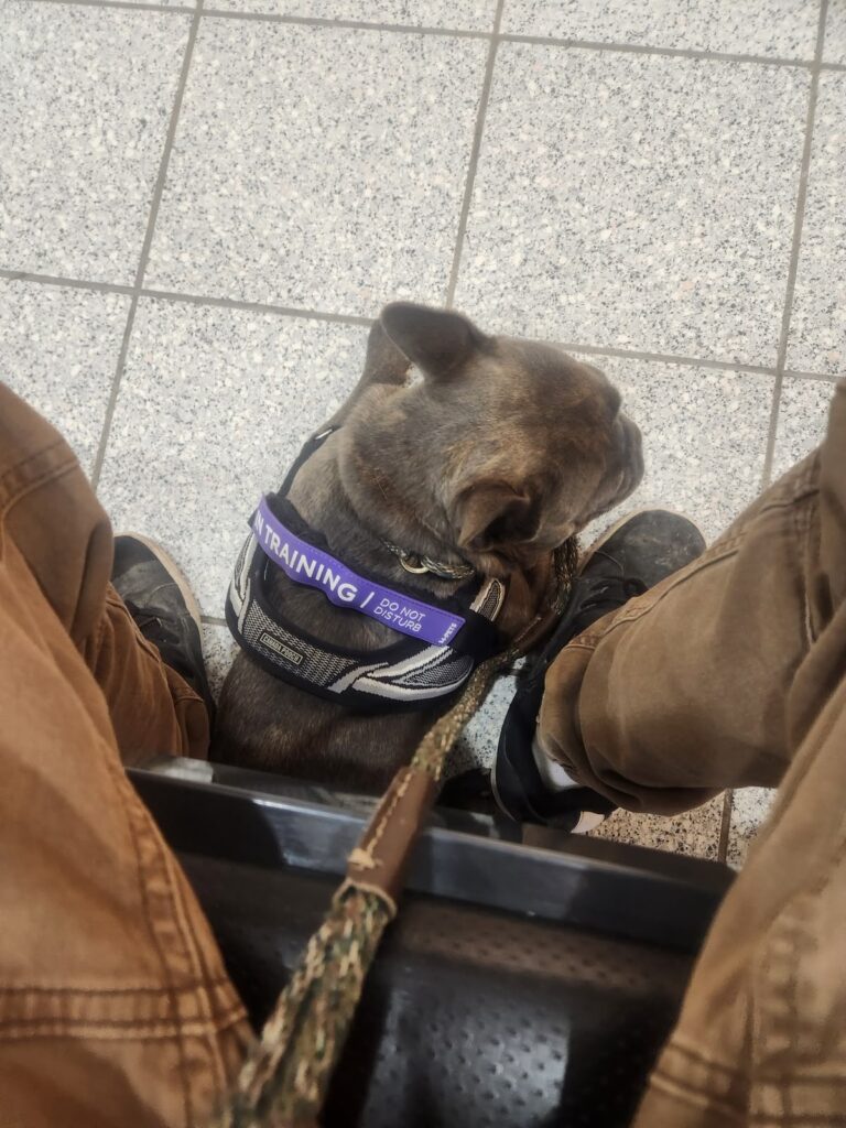 French Bulldog holding a settle at the owner's feet