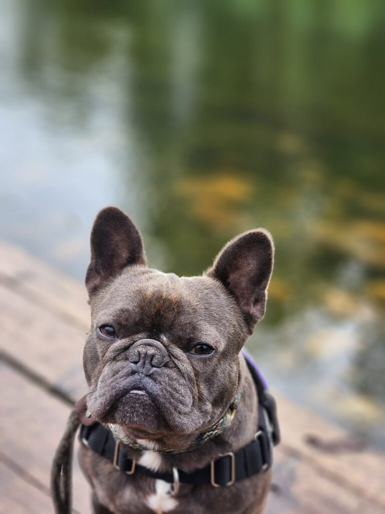 French Bulldog close up during an outdoor session