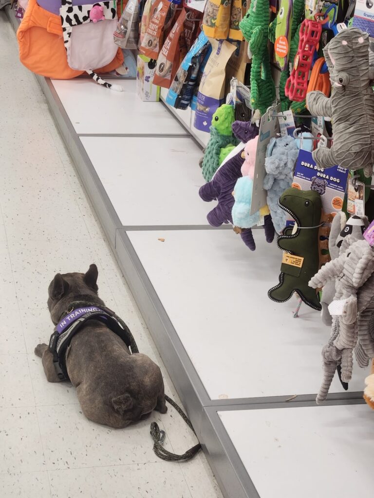 French Bulldog holding a sit in a busy store aisle, dog training Alberta results