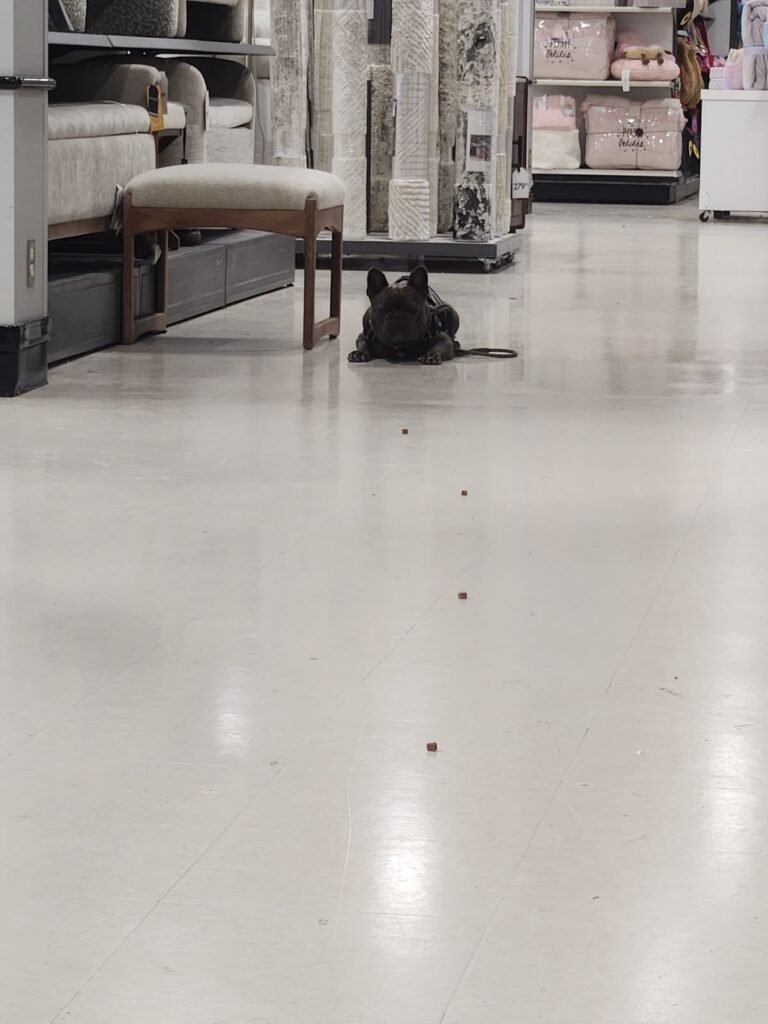 Down stay in a quiet store during public access training