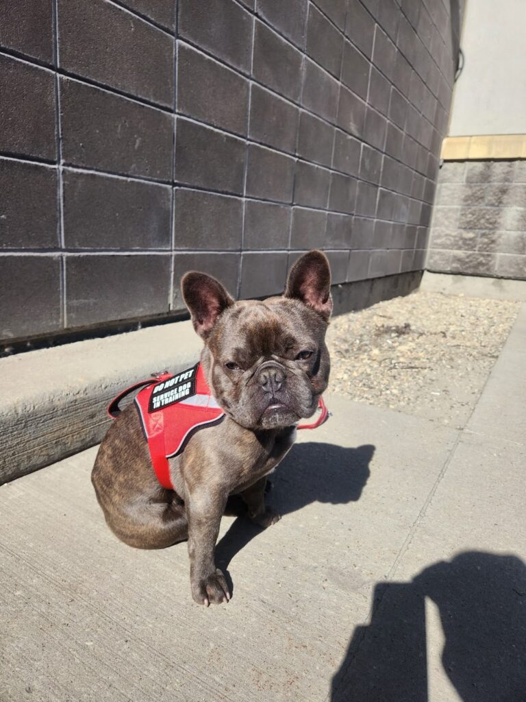 French Bulldog in a training vest holding a sit outside