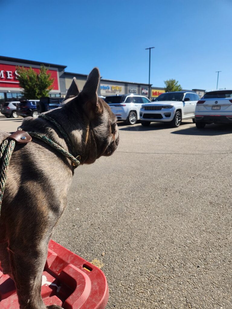 Parking lot heel work in a red training vest