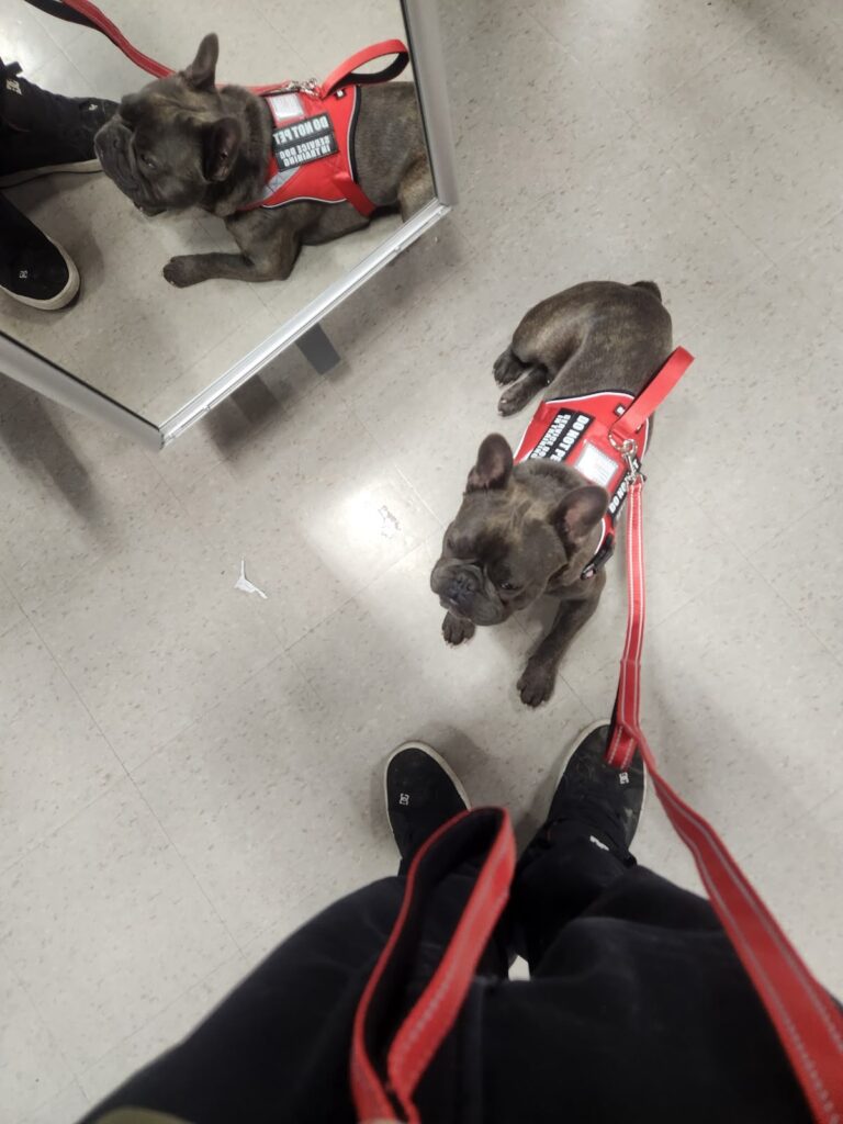 Loose leash walking in a red training vest