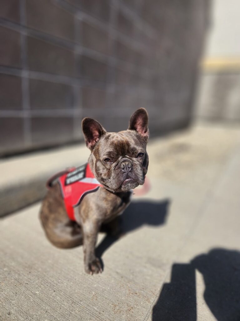 Focused sit in a red training vest, dog training Alberta results