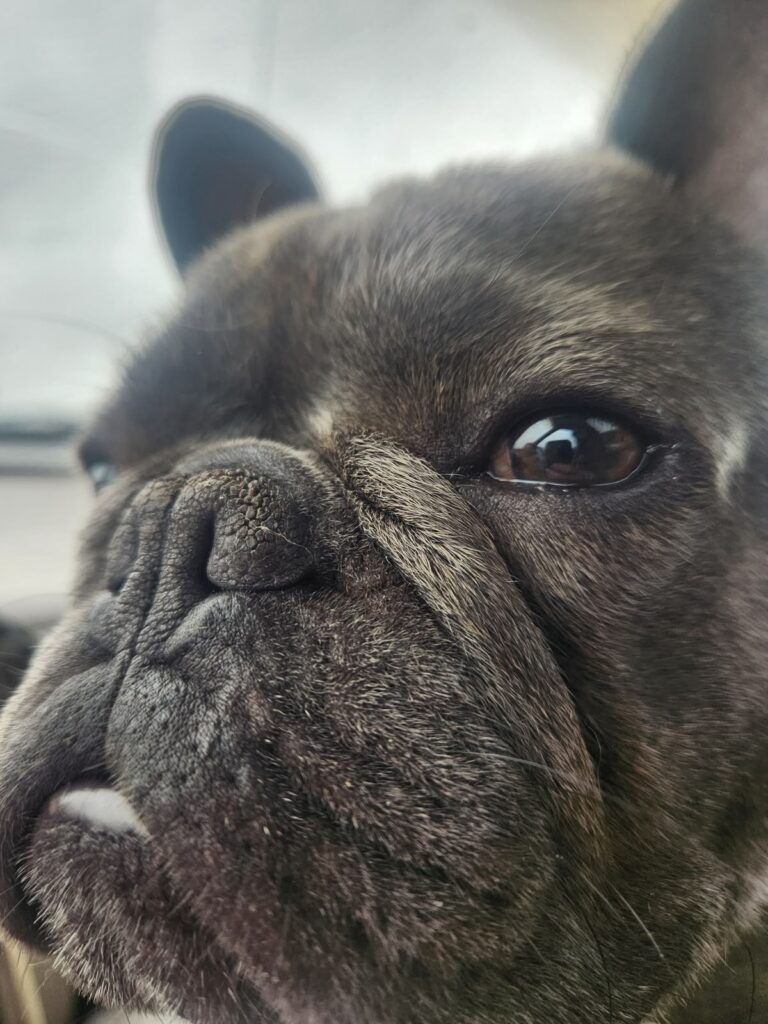 French Bulldog close up, Theta K9 training