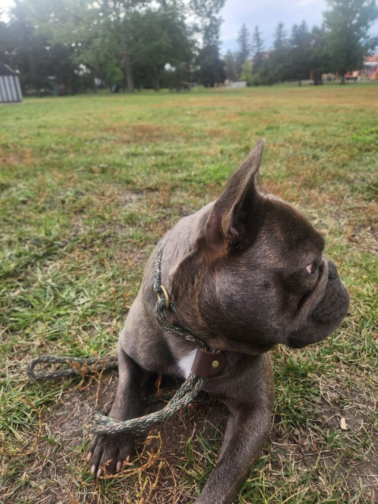 French Bulldog relaxing in the grass, dog training Alberta results