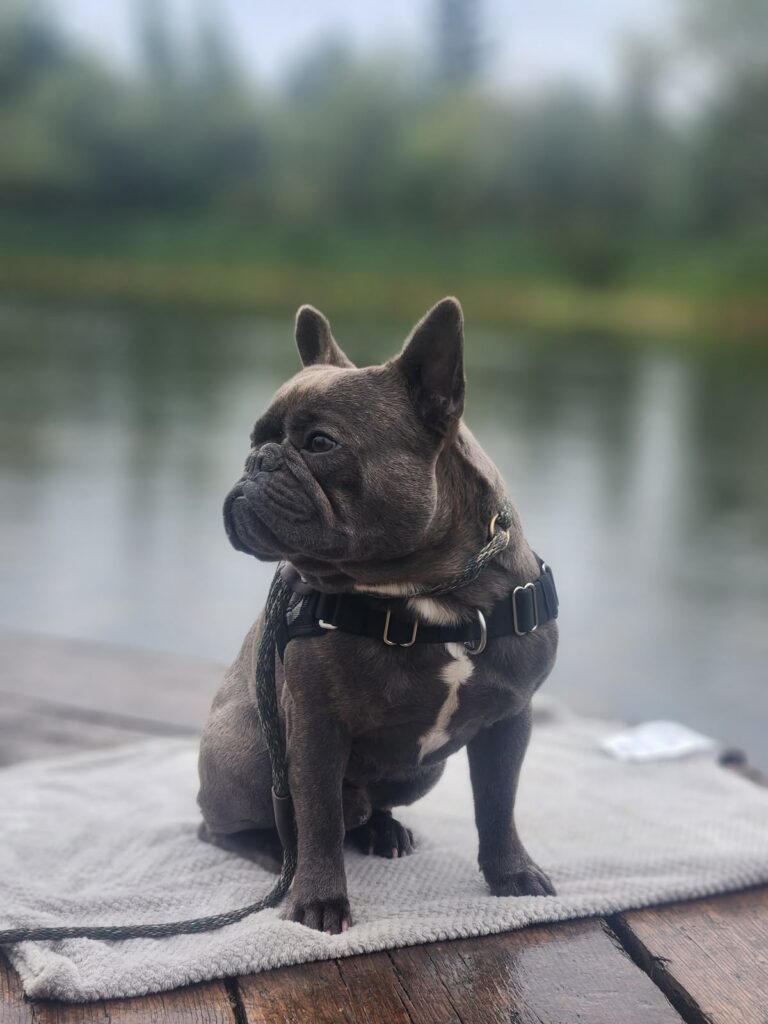 French Bulldog on the dock after a training session